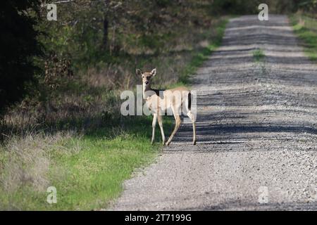 Un maestoso cervo dalla coda bianca in una tranquilla area boscosa, vicino a una strada sterrata Foto Stock