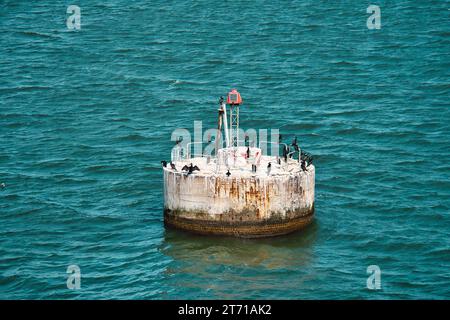 Gruppo di cormorani su un'isola di cemento nel mare. I cacciatori di pesci riposano. Piumaggio nero. Foto animale Foto Stock