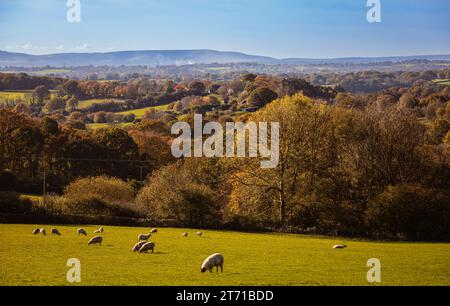 Vista mattutina autunnale sull'alto weald verso sud dalla Herrings Lane, Sussex, Inghilterra sud-orientale, Regno Unito Foto Stock