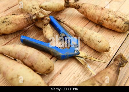 Dividere le dahlia. Moltiplicando il magazzino delle piante di Dahlia. Tuberi di Dahlia e cesoie da giardino sfondo. Foto Stock