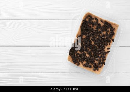 Coltivare microgreen. Semi di girasole e tappetino in contenitore su un tavolo di legno bianco, vista dall'alto. Spazio per il testo Foto Stock