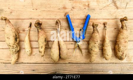 Dividere le dahlia. Moltiplicando il magazzino delle piante di Dahlia. Tuberi di Dahlia e cesoie da giardino sfondo. Foto Stock