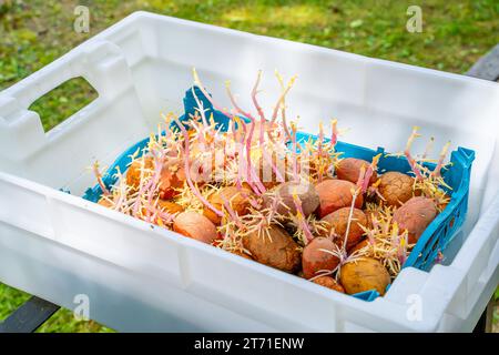 Una scatola di plastica con patate germogliate è immersa in un liquido insetticida. Preparazione dei semi di preimpianto Foto Stock