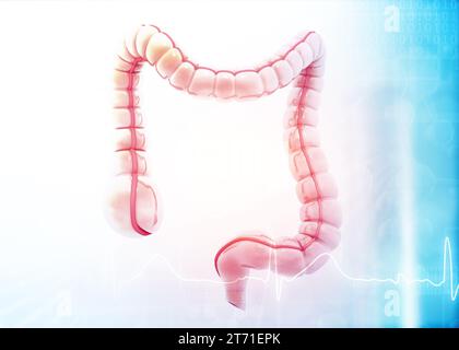 Modello anatomico dell'intestino crasso su sfondo medico. illustrazione 3d. Foto Stock