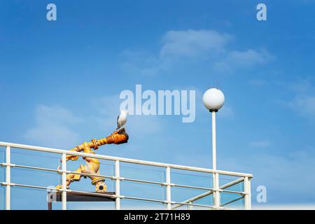 Gabbiano accanto alla lanterna con punte montate sulla parte superiore per evitare l'atterraggio degli uccelli Foto Stock