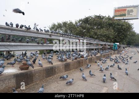 Un gregge di piccioni che si nutrono del ponte INA, Delhi. Foto Stock
