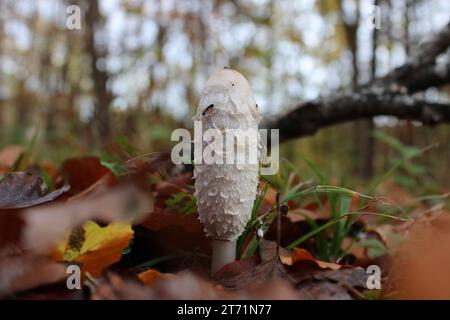 Soleggiata serenità: Funghi tra le foglie autunnali Foto Stock