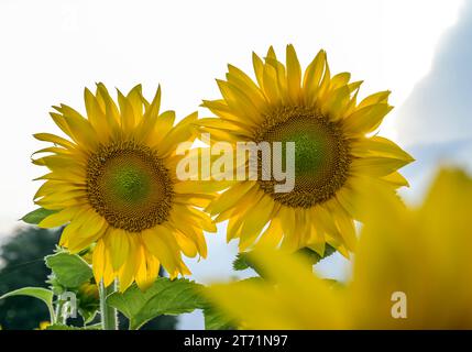 Sonnenblumen, Feld bei Brachwitz, Sachsen-Anhalt, Deutschland Foto Stock