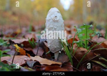 Soleggiata serenità: Funghi tra le foglie autunnali Foto Stock