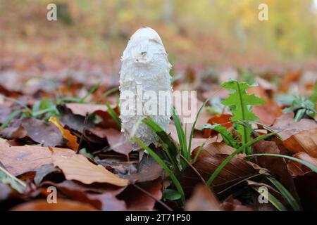 Soleggiata serenità: Funghi tra le foglie autunnali Foto Stock