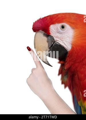 pappagallo rosso con indice fingerisolato su sfondo bianco Foto Stock