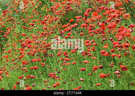 Campo di papaveri rossi vicino alla città di Chojna in Pomerania, Voivodato della Pomerania occidentale (Zachodniopomorskie), Polonia Foto Stock