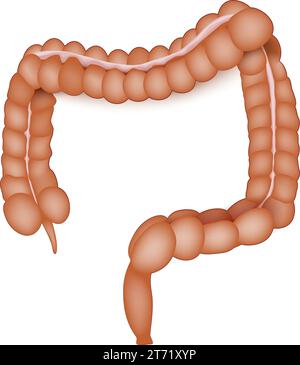 anatomia dell'intestino crasso. Colon umano su sfondo bianco. Tratto intestinale dell'apparato digerente. Intestino grande. Illustrazione vettoriale Illustrazione Vettoriale