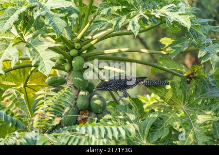 Il koel asiatico (Eudynamys scolopaceus), femmina, arroccato su un albero di papaia e con un nibble. Foto Stock