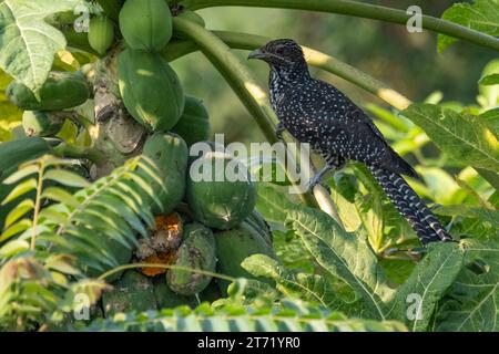 Il koel asiatico (Eudynamys scolopaceus), femmina, arroccato su un albero di papaia e con un nibble. Foto Stock