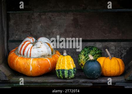 Un assortimento di varie zucche in un contenitore in legno Foto Stock