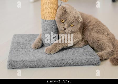 Carino cucciolo affilatura artigli su albero di gatto a casa Foto Stock