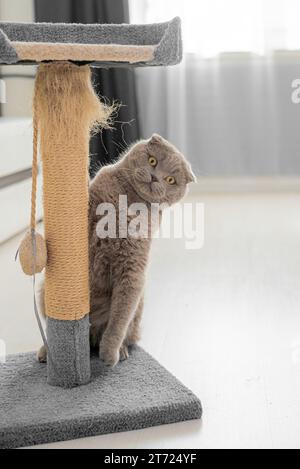 Carino cucciolo affilatura artigli su albero di gatto a casa Foto Stock