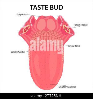 Illustrazione anatomia della lingua umana Foto Stock