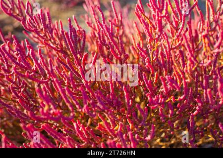 Fioritura della pianta costiera Salicornia prostrata. Steli rossi carnosi di salina in un giorno autunnale, primo piano. Foto Stock