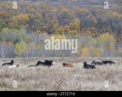 Due mucche e diverse mucche nere di angus si siedono su un prato durante l'autunno. In Romania Foto Stock