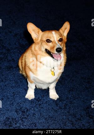 Los Angeles, California, USA. 12 novembre 2023. Ziggy partecipa alla premiere di Netflix 'The Crown' stagione 6 parte 1 al Regency Village Theatre il 12 novembre 2023 a Los Angeles, California. Crediti: Jeffrey Mayer/JTM Photos/Media Punch/Alamy Live News Foto Stock