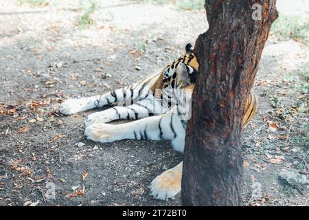 una tigre giace per terra dietro un albero in uno zoo Foto Stock