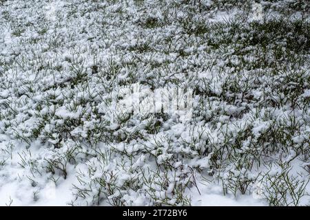 inverno, cespugli di mirtilli sotto la neve, clima freddo, neve e gelo Foto Stock