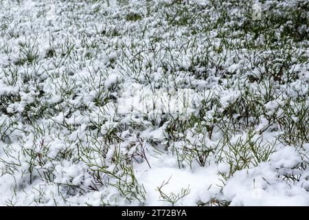 inverno, cespugli di mirtilli sotto la neve, clima freddo, neve e gelo Foto Stock