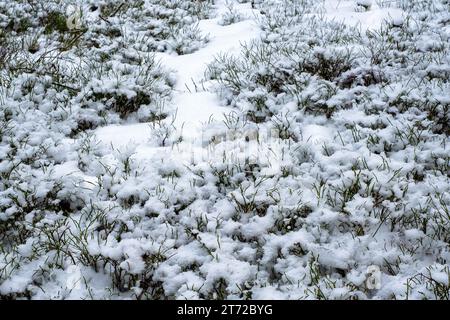 inverno, cespugli di mirtilli sotto la neve, clima freddo, neve e gelo Foto Stock