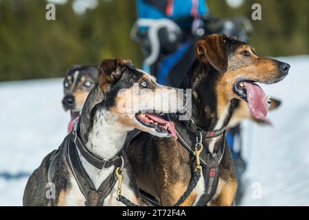 Slitta trainata da cani nei pirenei Foto Stock