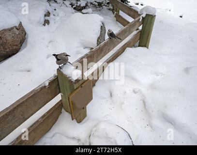 Clark's Nutcracker (Nucifraga Columbiana) e Canada Jay (Perisoreus canadensis) in piedi su una recinzione al lago Mirror nel Parco Nazionale di Banff Foto Stock