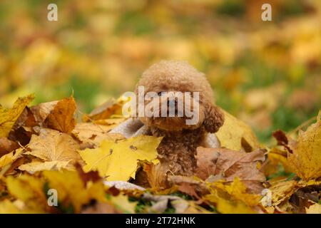 Un simpatico cane Maltipoo che gioca in un mucchio di foglie secche nel parco autunnale Foto Stock