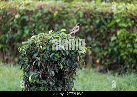 Stonechat siberiana Foto Stock