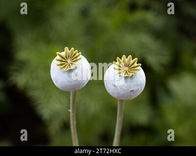 Capsule di semi di papavero in un primo piano. Le piante stanno crescendo in natura selvaggia vicino a un campo agricolo in Germania. Il Papaver somniferum è illegale. Foto Stock