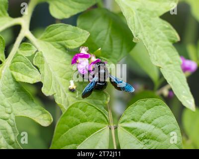 Ape di falegname viola (Xylocopa) su un fiore viola di una pianta di fagioli (Phaseolus). Le ali brillano di blu. Il grande insetto era in Germania Foto Stock