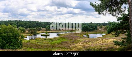 Questa splendida fotografia cattura una vista mozzafiato delle tranquille paludi e degli alberi lussureggianti, creando un'atmosfera accattivante e serena Foto Stock