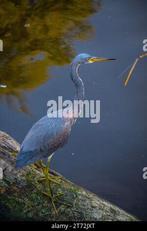 Il grande Blue Heron su un diario Foto Stock