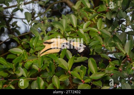 I carpinieri orientali maschi e femmine avvistati al Lakeside Garden nella parte occidentale di Singapore. Quello maschile è a sinistra della foto. Foto Stock