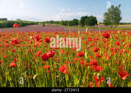 Campo di papaveri rossi o papavero comune, papavero di mais, rosa di mais, papavero da campo, papavero delle fiandre, in latino Papaver Rhoaes Foto Stock