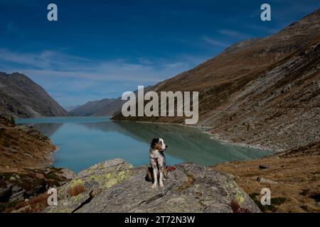 Buon cane che cammina sulle montagne Foto Stock