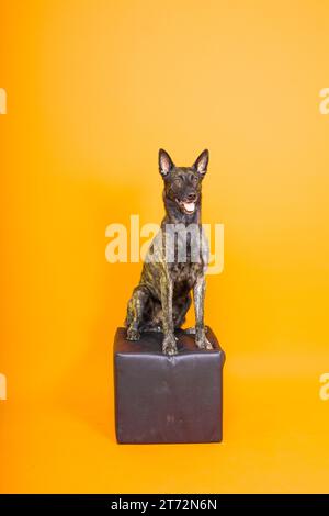 Dutch Shepherd Puppy Dog ritratto in studio closeup, sfondo scuro, rosso Foto Stock