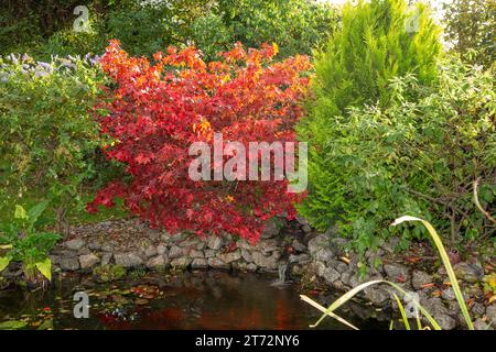Colore autunnale in un laghetto con Acer palmatum Osakazuki con (L) fiori tardivi di ceanothus Gloire de Versailles e R) un Thuja sempreverde Foto Stock