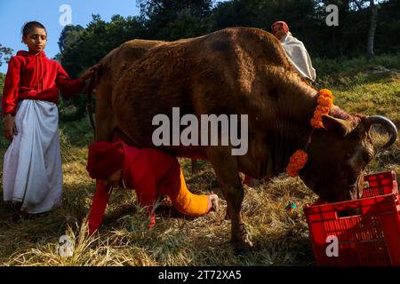 Il 13 novembre 2023, a Kathmandu, Nepal. Un giovane prete strisciava sotto la mucca, segnando "GAI Puja" (la festa del culto delle mucche) durante il "festival di Tihar". (Foto di Abhishek Maharjan/Sipa USA) Foto Stock