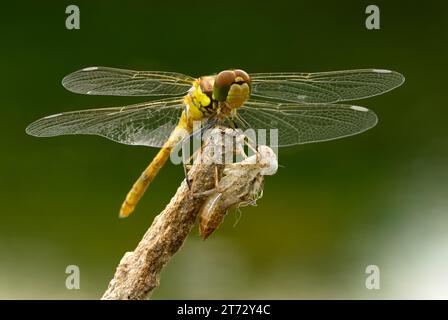 Comune darter libellula femmina con larva, primo piano. Seduto con le ali sparse su erba secca. Genere Sympetrum striolatum. Trencin, Slovacchia Foto Stock