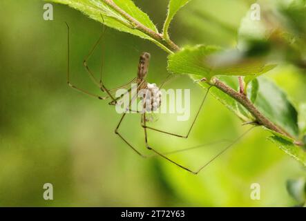 Ragno della cantina con uova e piccoli ragni sul lato inferiore di un arbusto in giardino Foto Stock