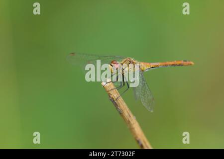 Una libellula vagabonda darter che riposa su una pianta, giorno di sole in estate, Vienna (Austria) Foto Stock