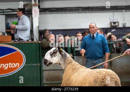 Gli agricoltori che vendevano arieti e la vendita di Leicester a The Blue Faced presso la Hawes Auction mart nel North Yorkshire, Regno Unito. Foto Stock