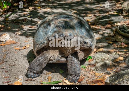 Tartaruga gigante nella foresta dell'isola di Curieuse, Seychelles Foto Stock