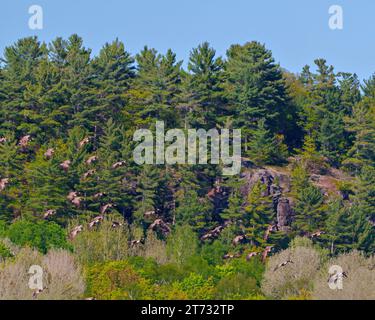 Gruppo di oche canadesi che volano sopra alberi sempreverdi sfondo nel loro ambiente e habitat circostante. Gregge di uccelli. Uccelli volanti. Foto Stock